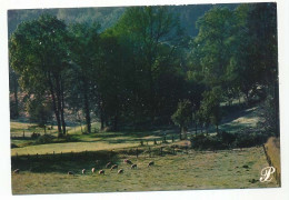 CPSM / CPM 10.5 X 15 Prestige LIMOUSIN Moutons Dans Un Pré Entouré D'arbres - Limousin
