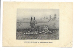 Mechelen - Le Chien De Berger De Malines. - Mechelen