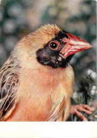 Animaux - Oiseaux - Oiseaux Exotiques - Travailleur Bec Rouge - CPM - Voir Scans Recto-Verso - Uccelli