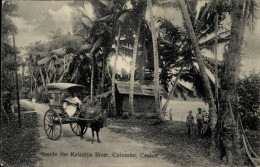 CPA Colombo Ceylon Sri Lanka, Neben Dem Fluss Kelaniya - Sri Lanka (Ceylon)
