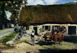 CPM En Limousin La Ferme Au Toit De Chaume Bœufs - Limousin