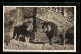 AK Stellingen-Hamburg, Carl Hagenbeck`s Tierpark, Berberlöwen In Der Löwenschlucht - Tigri