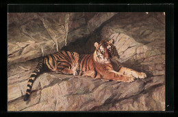 AK Hamburg, Hagenbeck`s Tierpark, Tiger Sitzt Auf Einem Felsen - Tigri
