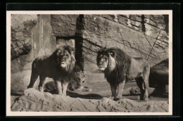 AK Hamburg, Carl Hagenbecks Tierpark In Altona-Stellingen, Berberlöwen In Der Löwenschlucht - Tigri