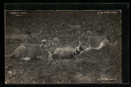 AK München, Zoologischer Garten, Junge Sudan-Löwen - Tigri