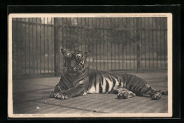 AK Königstiger Hinter Gittern In Einem Zoo - Tigri