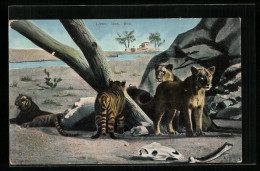 AK Junge Tiger Und Löwen An Einem Felsen In Karger Landschaft - Tigri
