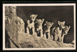 AK Hamburg-Stellingen, Carl Hagenbeck`s Tierpark, Löwinnen In Der Löwenschlucht - Tigri