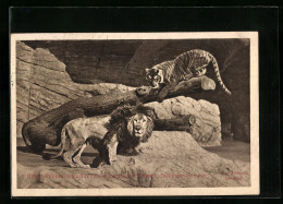 AK Stellingen-Hamburg, Löwe Und Tiger Im Tierpark - Tigri