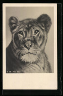 AK Löwin (Felis Leo), Portrait - Tigri