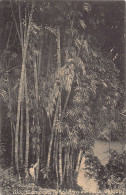 Delcampe - Sri Lanka - Giant Bamboos, Peradeniya Gardens - Publ. Plâté & Co. 284 - Sri Lanka (Ceylon)