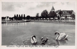 Delcampe - Deutschland - TEGEL Reinickendorf (Berlin) Schwanen Idylle Auf Dem Tegeler See, Am Strandschloss Tegel - Tegel