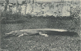Delcampe - Singapore - Crocodile - Publ. Wilson & Co. 1535 - Singapur