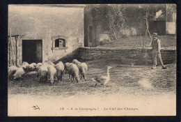 Delcampe - AGRICULTURE - A La Campagne - La Clef Des Champs - Moutons / Oie - Sonstige & Ohne Zuordnung