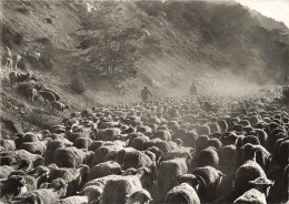 Delcampe - [-15%] FRANCE - Dans Cette Gloire De Poussière... - A Daudet - Troupeaux De Moutons - Animé -  Carte Postale Ancienne - Fontvieille