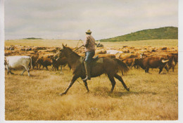 Delcampe - CPSM Nouvelle-Calédonie - Côte Ouest - Région De Moindou - Les Stock-men Rassemblent Le Troupeau Pour Le Bain Mensuel - Neukaledonien