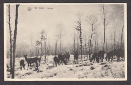 Delcampe - 081155/ SAINT-HUBERT, Biches - Saint-Hubert