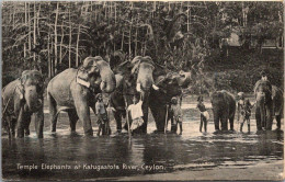 Delcampe - (06/09/25) SRI LANKA-CPA CEYLON - TEMPLE ELEPHANTS AT KATUGASTOTA RIVER - Sri Lanka (Ceylon)