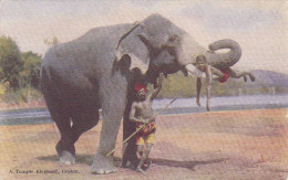 Delcampe - Cpa - Asie - Ceylon - A Temple Elephant - Enfant Sur Les Defenses De L'elephant -edi Plate N°46 - Sri Lanka (Ceylon)