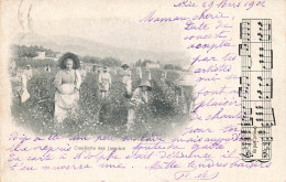 Delcampe - [-10%] FRANCE - Grasse - Cueillette Jasmins - Champs - Parfumerie - Métier - Tabliers - Animé - Ob 02 - Carte Postale An - Grasse