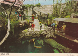 Delcampe - Bermuda, Devils Hole Smiths Parish - Bermuda