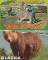 Delcampe - Saddling The Big Jack Alaska Rodeo Rabbit Riding 2x Postcard - Leeuwen