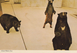 Delcampe - Great Plains Zoo Dakota Brown Bear Postcard - Leeuwen