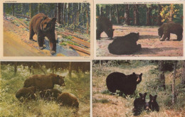 Delcampe - Brown Black Bear Hitch Hiker Etc 4x Vintage Old Postcard S - Leeuwen