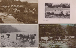 Delcampe - Highland Cattle Sheep Cows Cattle 4x Old Real Photo Farm Postcard S - Leeuwen