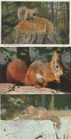 Delcampe - Pine Bush Squirrel Nut Cracker 3x Postcard S - Leeuwen
