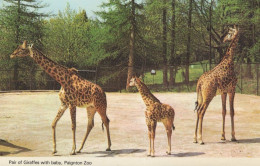 Delcampe - Giraffes & Baby At Paignton Zoo 1970s Rare Postcard - Leeuwen