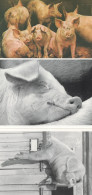 Delcampe - Forty Wings Factory Farmed Pigs Want A Secret 3x Pig Postcard S - Leeuwen