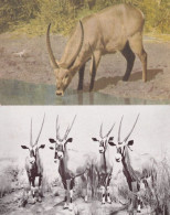 Delcampe - Water Buck At Kruger National Park Gemsbock 2x Old Postcard S - Leeuwen