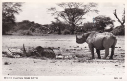 Delcampe - Rhino Having A Mud Bath Old Real Photo Postcard - Leeuwen