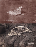 Delcampe - The Grey Seal Defiance Scilly 2x Old Real Photo Postcard S - Leeuwen