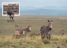 Delcampe - Hartmanns Mountain Zebra Zebras Africa Namibia WWF Stamp FDC Postcard - Leeuwen