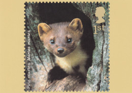 Delcampe - Pine Marten Martes Martes Postcard - Leeuwen