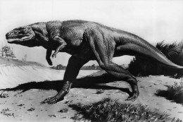 Delcampe - Megalosaurus Prehistoric Dinosaur Vintage RPC Museum Real Photo Postcard - Leeuwen