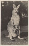 Delcampe - Kangaroo & Young Baby Koala Park Sydney Old Real Photo Postcard - Leeuwen