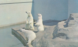 Delcampe - Polar Bears At Clifton Zoo Bristol Acting Human Postcard - Leeuwen