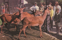 Delcampe - Childrens Zoo Motham Park Bognor Regis Welsh 1970s Postcard - Leeuwen