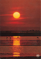Delcampe - [-10%] MONDE - Levée De Soleil - Souvenirs De Vacances - Flamants - Mer - Plage - Sable - Paysage - Carte Postale - World
