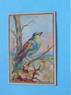 Delcampe - ROLLIER VULGAIRE Corracias Garrula > C. BERIOT, A LILLE > Chicorée " A La Belle Jardinière " ( Zie / Voir SCANS ) ! - Tè & Caffè