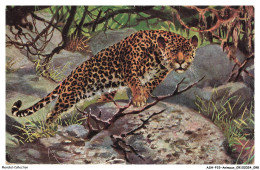 Delcampe - ASHP15-0968-ANIMAUX - TIGRE - Tijgers