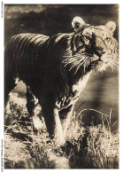 Delcampe - ATAP15-1051-ANIMAUX - Tigre - Tijgers