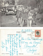 Delcampe - RSA - KRUGER PARK - LIONS AND TOURISTS - 1952 - Südafrika
