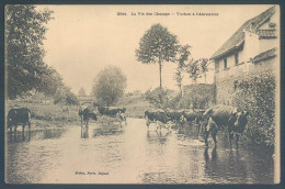 Delcampe - 76 NEUCHATEL En BRAY Vaches à L'Abreuvoir - Neufchâtel En Bray