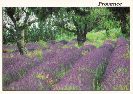 Delcampe - 83 VIDAUBAN REFLETS DE PROVENCE LAVANDES - Vidauban