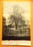 Delcampe - BAUFFE  (Lens)  -  Pensionnat Des Dames Ursulines  -  1905 - Lens