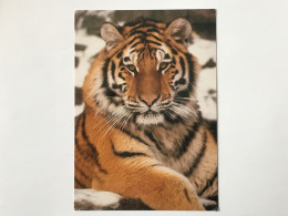 Delcampe - Tiger Tigre Zoo Zurich Siberian Tiger - Tijgers